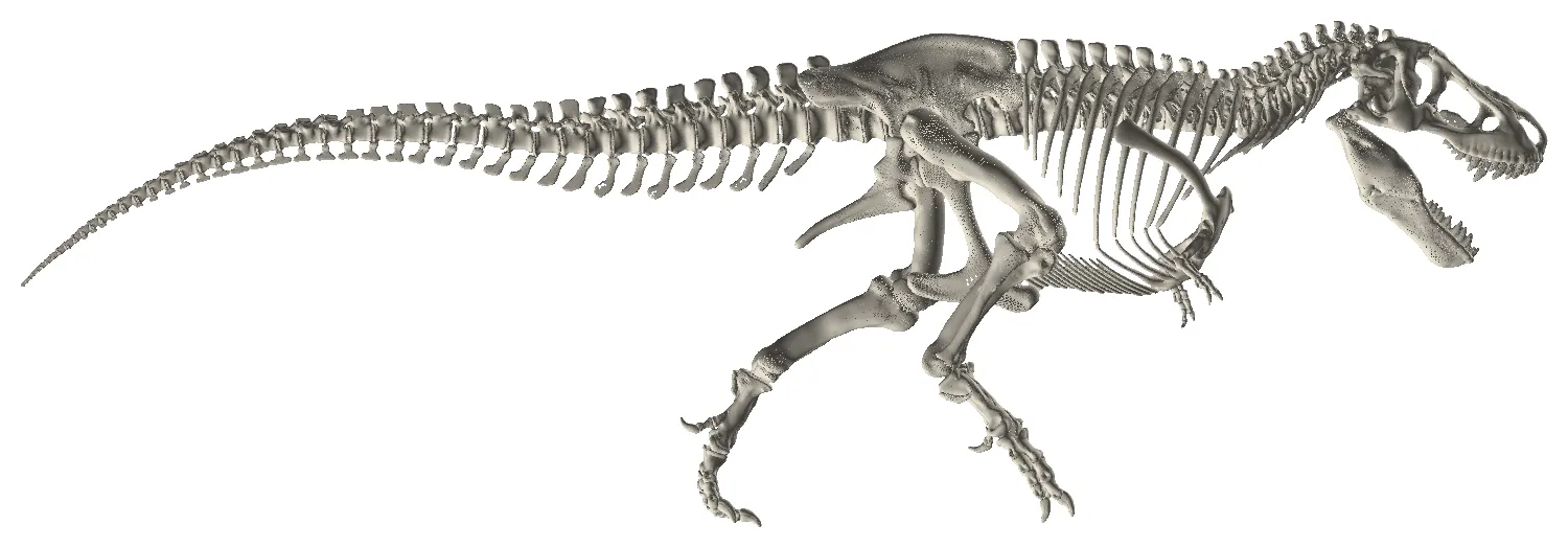 Tyrannosaurus-Skelett von der Seite, wie es aus dem Scan kommt: Schädel, Wirbelsäule, Rippen und Beine als ein zusammenhängendes Stück.